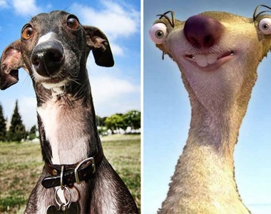 《狗狗的相似顏》覺得別人家的狗狗似曾相識說不定不是你的錯覺XD