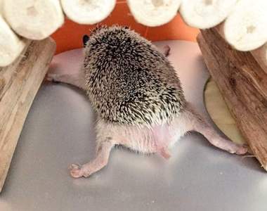 推特《動物的神奇舉動》馬上就知道散熱鋁板用途的刺蝟真聰明（攤平）