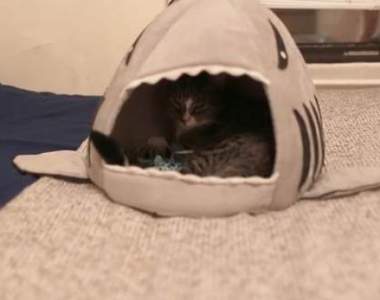 《打扮成貓咪最喜歡的窩》跟汪星人不一樣的反應讓主人都涙崩了XD