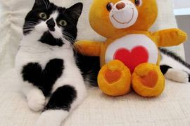 《愛意表露無遺的貓Zoe》無論何時何地都抱著愛心向人表白～♥