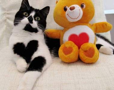 《愛意表露無遺的貓Zoe》無論何時何地都抱著愛心向人表白～♥