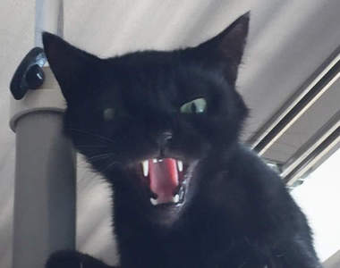 《威嚇小黑貓》張牙舞爪的哈氣表情也很惹人愛♥