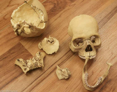 《麥當勞人骨拼圖事件簿》帶骷顱頭來吃麥當當或許才是最無解的謎...