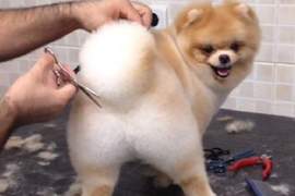 寵物美容師視角《毛小孩的美容畫面》有好多性感美尻可以看(๑´ㅂ`๑)