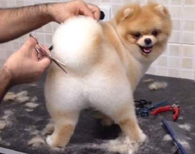 寵物美容師視角《毛小孩的美容畫面》有好多性感美尻可以看(๑´ㅂ`๑)