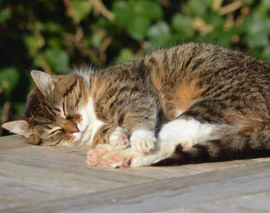 《你的一句話可能害死一隻貓》社群網站PO文竟可能害流浪動物遭到虐殺!?