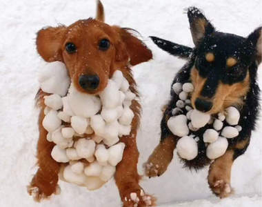 《雪球犬》玩雪玩到結果變成新品種的狗狗們♥