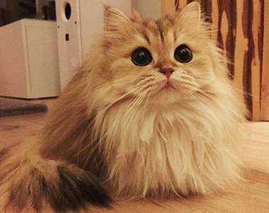 史上最上鏡的貓《Smoothie》對上一眼立馬給罐罐♥