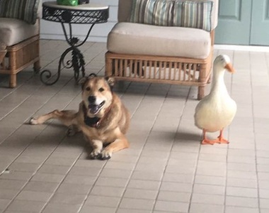 《老狗與鴨子》為了陪伴失去摯友的狗狗而降臨的鴨鴨天使