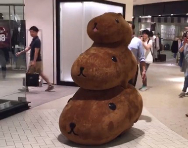 衝擊《水豚君的移動方式》可愛中還帶了點便便的抖動感w(喂)