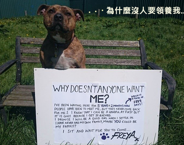 《變形金剛5》加入演員「英國最寂寞的狗」6年來都沒有人要領養他 ಥ___ಥ  