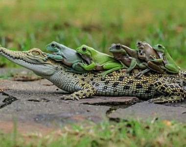 可愛畫面♥《青蛙搭上鱷魚公車》不付車錢沒關係但別忘了謝謝司機哦～