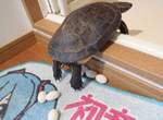 每年慣例《初音烏龜今年又下蛋》然後再度被主人煎來吃…… 每年慣例《初音烏龜今年又下蛋》然後再度被主人煎來吃……