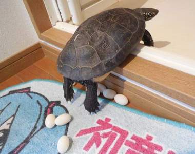 每年慣例《初音烏龜今年又下蛋》然後再度被主人煎來吃……