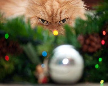 《痛恨聖誕節的20個寵物》都是我們人類在自HIGH而已ww