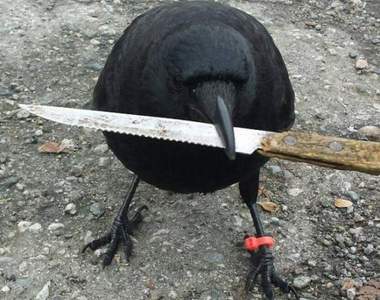 《偷走凶器的烏鴉》所以要依妨礙公務逮捕牠嗎（苦笑）