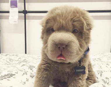 《像玩具熊的狗狗》熊熊？狗狗？傻傻分不清楚啦～