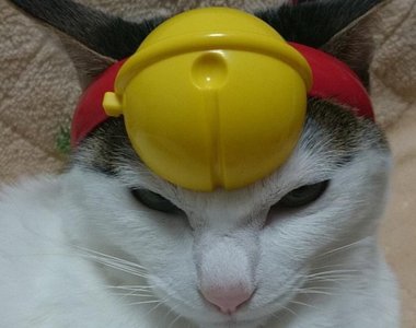 日本麥當勞《哆啦A夢的鈴鐺》貓主子戴起來太可愛啦 ❤