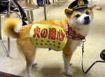 日本京都《人氣消防柴犬》擔任著宣導消防安全的活招牌 日本京都《人氣消防柴犬》擔任著宣導消防安全的活招牌
