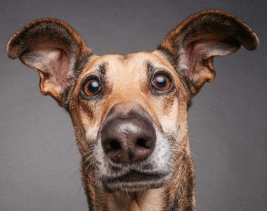 《狗狗因攝影師的瘋狂感到困惑》看牠們一臉困擾又不屑...