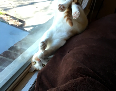 《玩過頭動物》一不小心就倒頭栽惹(〃∀〃)