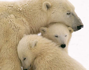 好溫馨《熊熊母子照》看完回家給媽媽一個熊抱吧(◉ᴥ◉)