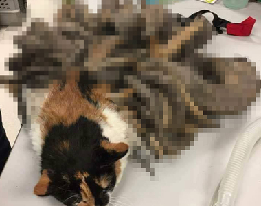 《毛怪貓》主人去世之後獨自流浪生活的貓竟成了這副德性！？