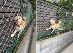 《將錯就錯的動物們》就算卡住了也要勇往直前ww 《將錯就錯的動物們》就算卡住了也要勇往直前ww
