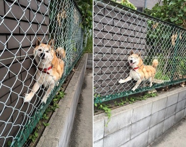 《將錯就錯的動物們》就算卡住了也要勇往直前ww