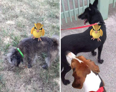 《Pokemon Go》讓遛狗志工爆增　玩遊戲兼做善事