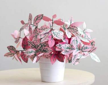 《不能澆水的觀葉植物》這麼逼真你跟我說用紙做的?