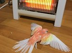 《冬天取暖的鸚鵡》連鳥兒都抗拒不了暖爐的魅力 《冬天取暖的鸚鵡》連鳥兒都抗拒不了暖爐的魅力