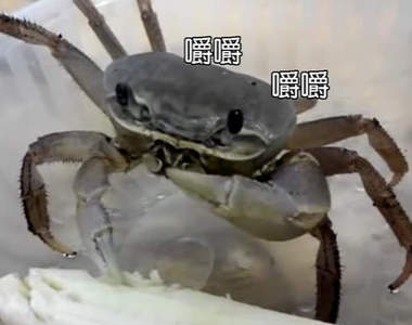 《螃蟹進食秀》原來螃蟹也是療癒系寵物好選擇