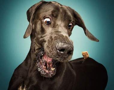 狗狗《吃貨瞬間攝影》趴兔 大家都用生命在接食物(´; ∀ ;`)