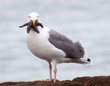 《克蘇魯邪神海鷗》以後吃海星要注意一下吃相...