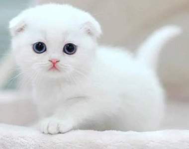 《養貓咪救自己一命》覺得活著沒目標?跟著一起養貓吧……