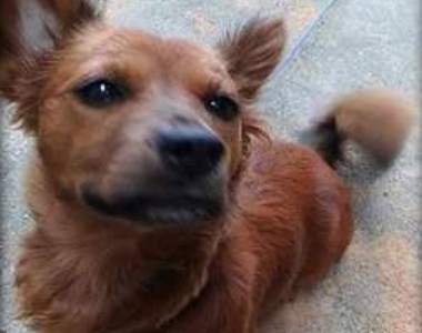 韓國《警局前被遺棄的狗》暖心結局呼籲大家請勿拋棄家人