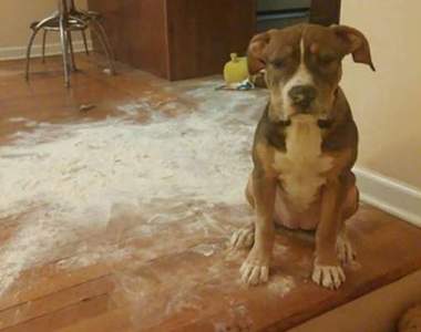 《寵物的破壞力》給牠們一卷紙巾一顆抱枕牠們就幫你打造遍地雪花(誤)