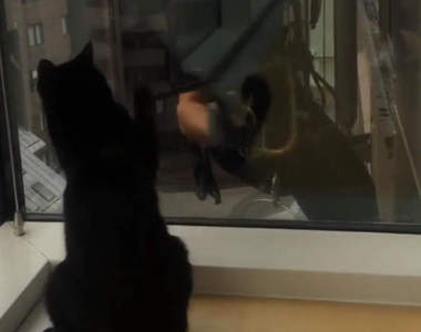 《黑貓與洗窗師傅的友誼》工作時也抵擋不了想逗貓的衝動♥