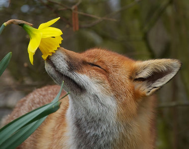 《動物與花》忙碌的生活別忘了停下腳步聞聞自然花香