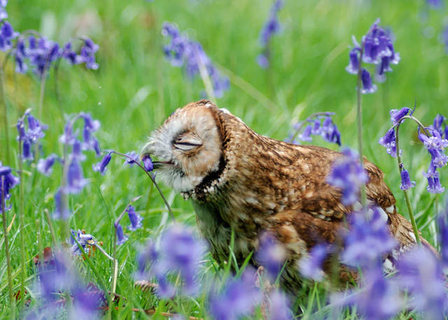 動物與花 忙碌的生活別忘了停下腳步聞聞自然花香