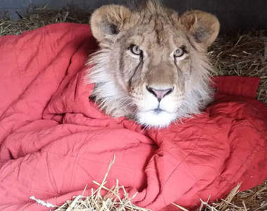 《被救援獅子與牠的小被被》毛茸茸的獅子捲來囉~