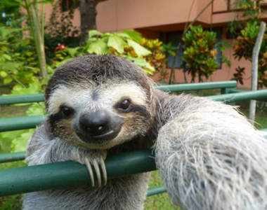 《樹懶自拍照》行動緩慢的樹懶竟意外是自拍高手？