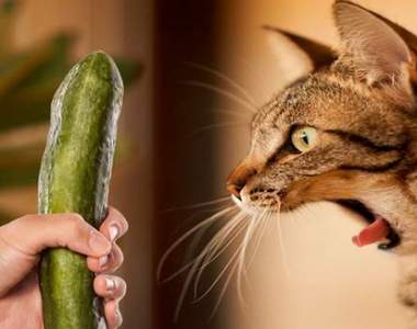 《17張有趣貓咪動圖》小黃瓜原來可以讓貓這麼嚇！？