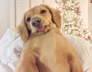 超萌自拍照《狗的自拍顏》不只是最萌麻豆還是最強攝影師XD