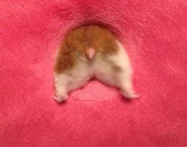 超迷人《倉鼠屁屁》短小的尾巴也有大大的魅力♥