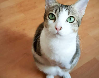 蹦蹦跳《袋鼠貓Able》就算失去前腿依然萌感逼人♡