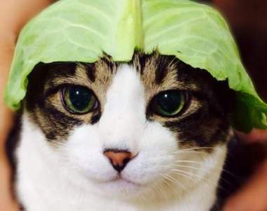 《高麗菜帽帽》這麼可愛的綠帽人人搶著戴♪