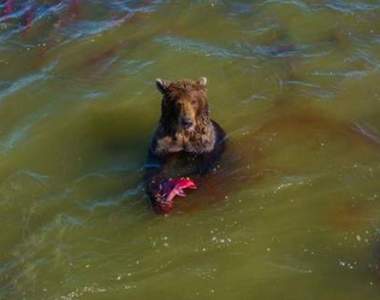 《Google地圖拍到熊》飽餐一頓後表示你是在拍什麼東西啦