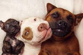 《熱心的兩隻狗狗》一起照顧同樣曾被棄養的小狗♥